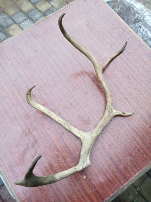 Рога северного оленя