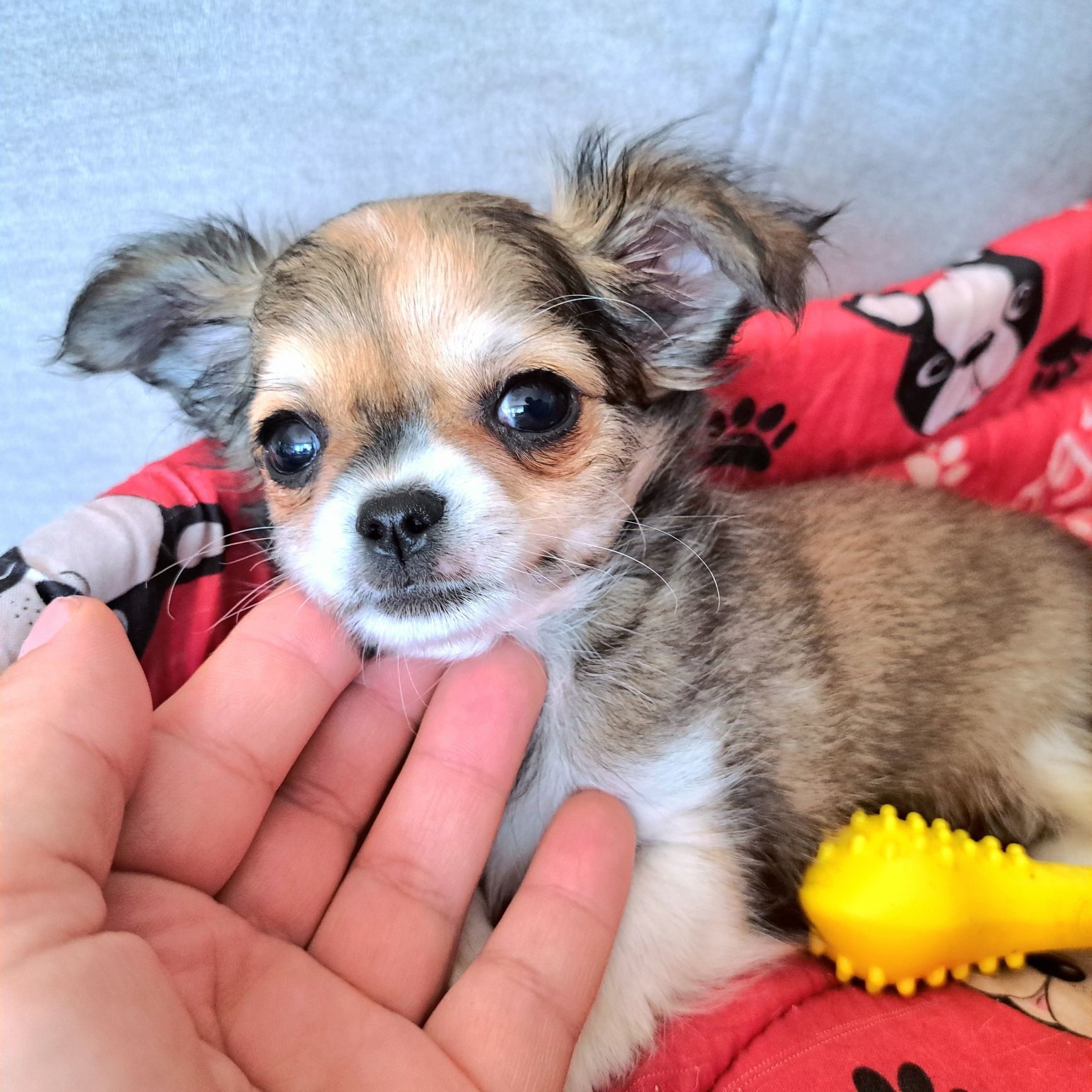 Malusi Franio szuka domku Chihuahua długowłosy