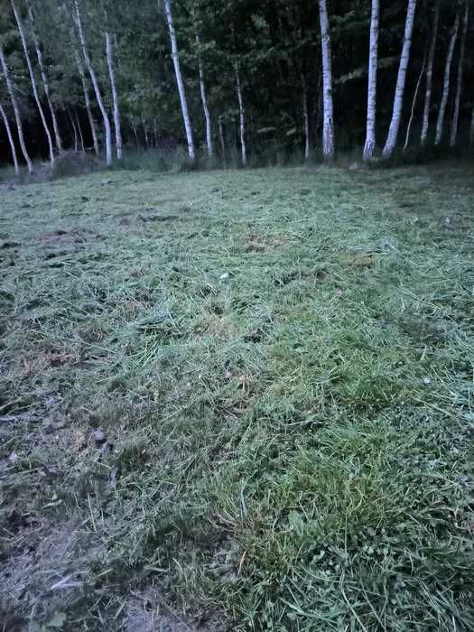 Kompleksowe usługi ogrodnicze- pielęgnacja ogrodu i porządki w garażu