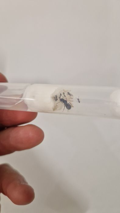 Mrówki Lasius Niger królowa z robotnicami + probówka ,,first step"