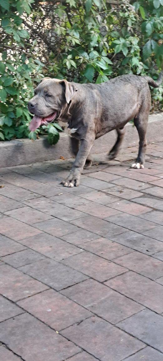 American Bully Xl ABCK