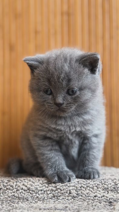 Британські прямовухі кошенята