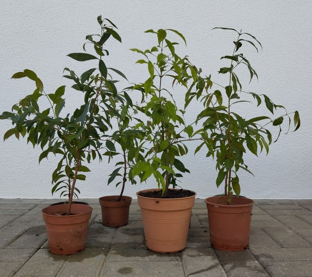 Vendo Eugenias Myrtifolia ideal para sebes