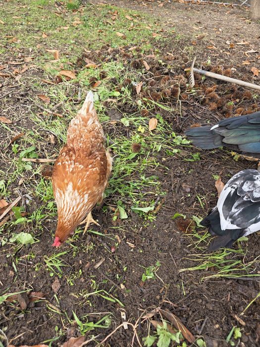 Ovos caseiros - galinhas criadas ao ar livre