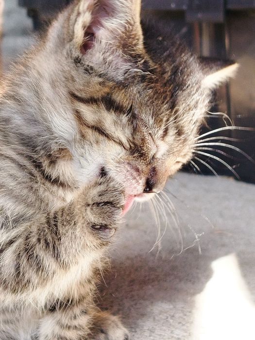 Doação gatinhos desmamados