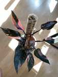 Philodendron pink princess