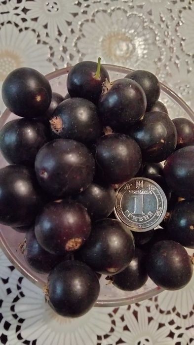 Саженцы чёрной смородины