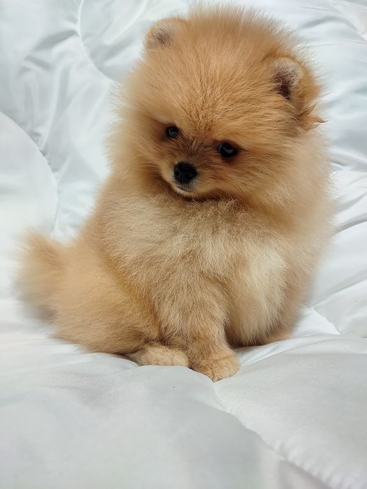 Девочка шпиц оранж док КСУ FCI