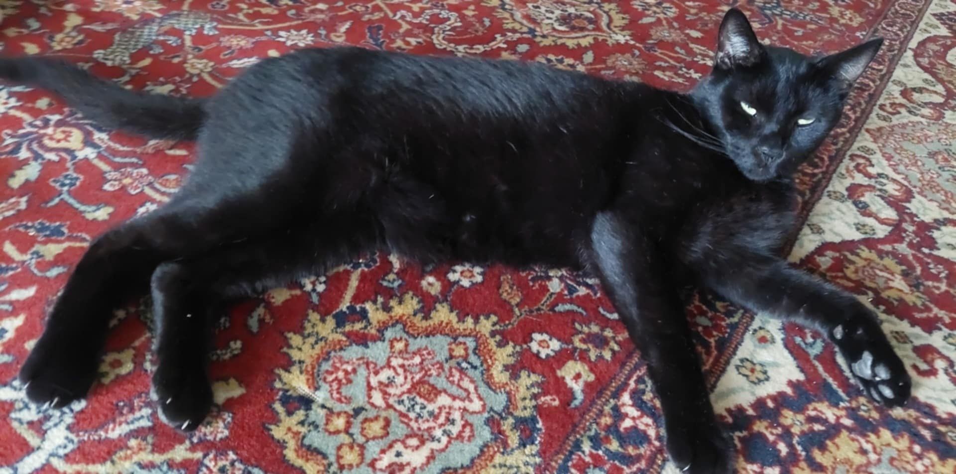 Kocurek marzy o bezpiecznym domku