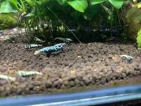 Krewetki Caridina Boa Galaxy