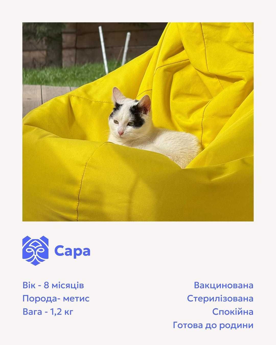 Сара, метис кіт, шукає дім | Центр адопції Зачин