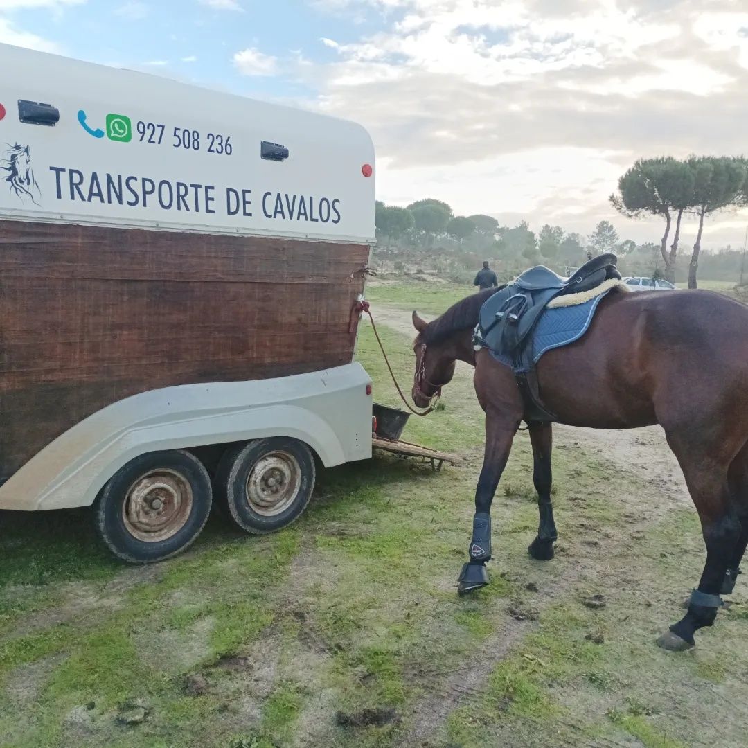 Transpor. de Cavalos e ruminantes (CAP / Tratador)
Aluguer de atrelado