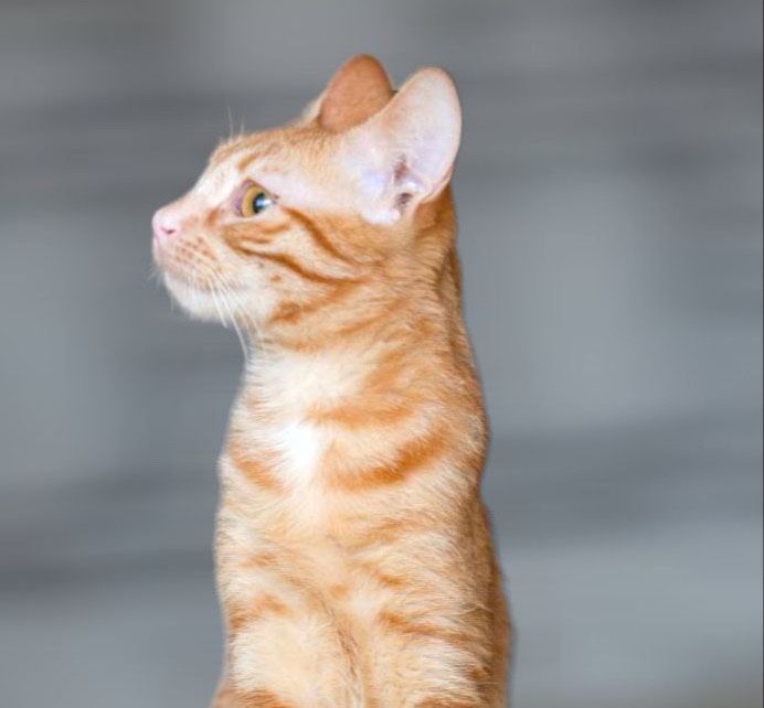 котик Данке, котенок 1 год, рыжий мальчишка