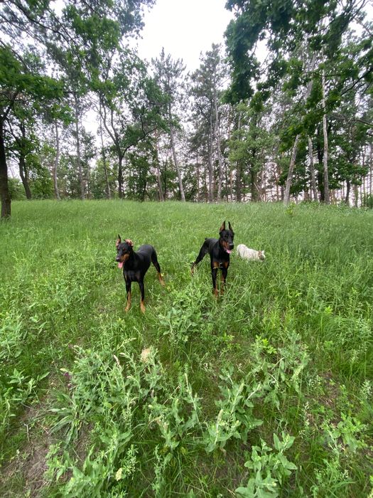 Цуценя добермана