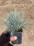 Festuca azul.