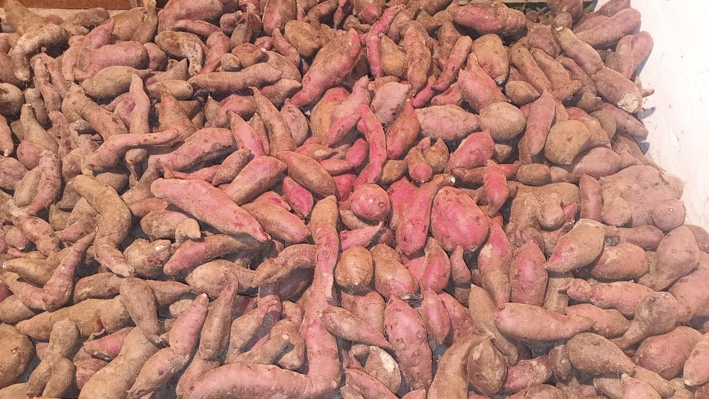 Batata doce biológica