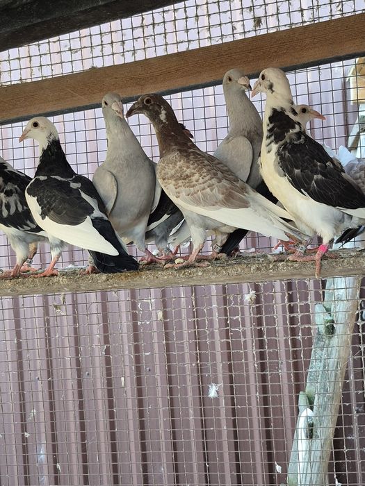 Gołebie Staropolskie