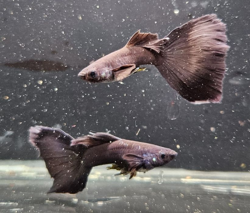 Gupik Czarny Moskiewski