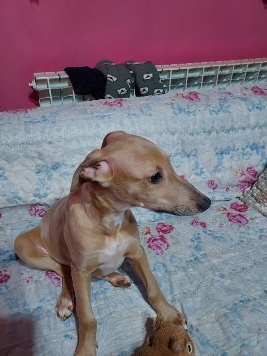 Chart Angielski Whippet piesek