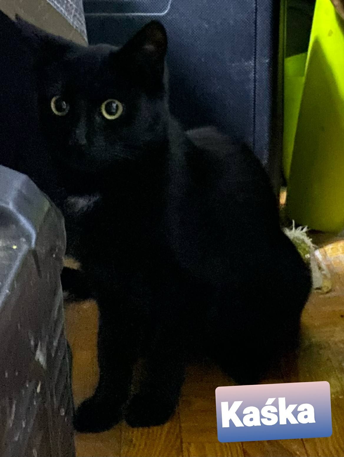 9 miesięczne kociaki Kasia i Zybi do adopcji .