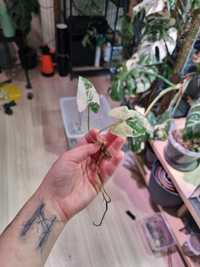 Syngonium variegata