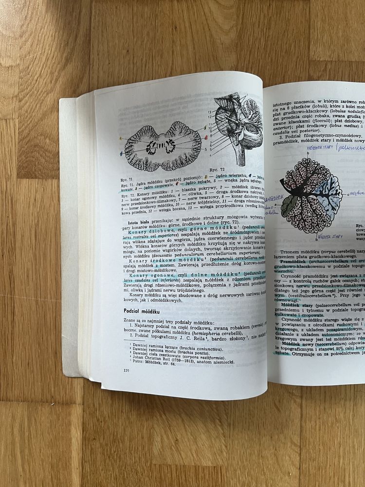 Anatomia czynnosciowa osrodkowego ukladu nerwowego golab