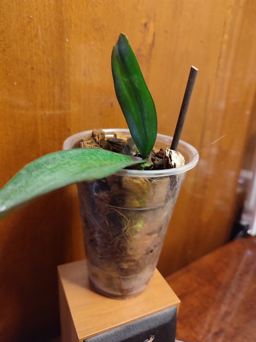 Детка орхидеи Jillion ( Джиллиан)