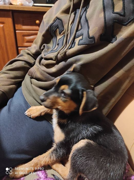 Цуценя дівчинка в добрі руки.