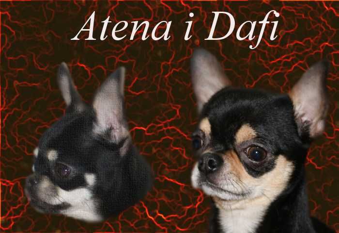 Mini XXS chłopczyk chihuahua  o wielkim sercu !!.