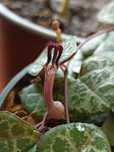Ceropegia wooda, pędy 5-6 węzłów