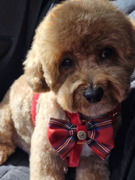 Reproduktor , krycie Bichpoo Frispoo Bichon frise  pudel toy