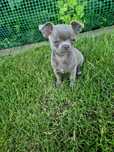 Chłopcy chihuahua lilaki