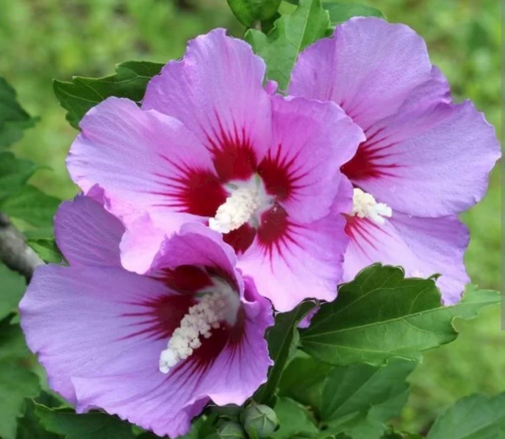 Hibiskus syryjski dwuletnie sadzonki