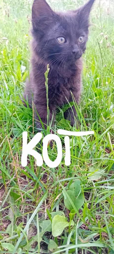 Kotki do oddania