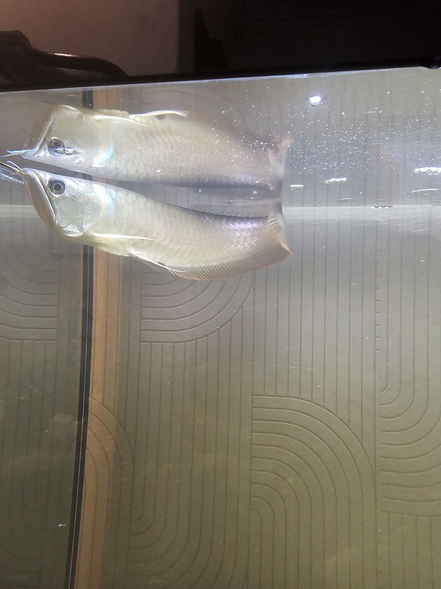 arowana silver 35cm