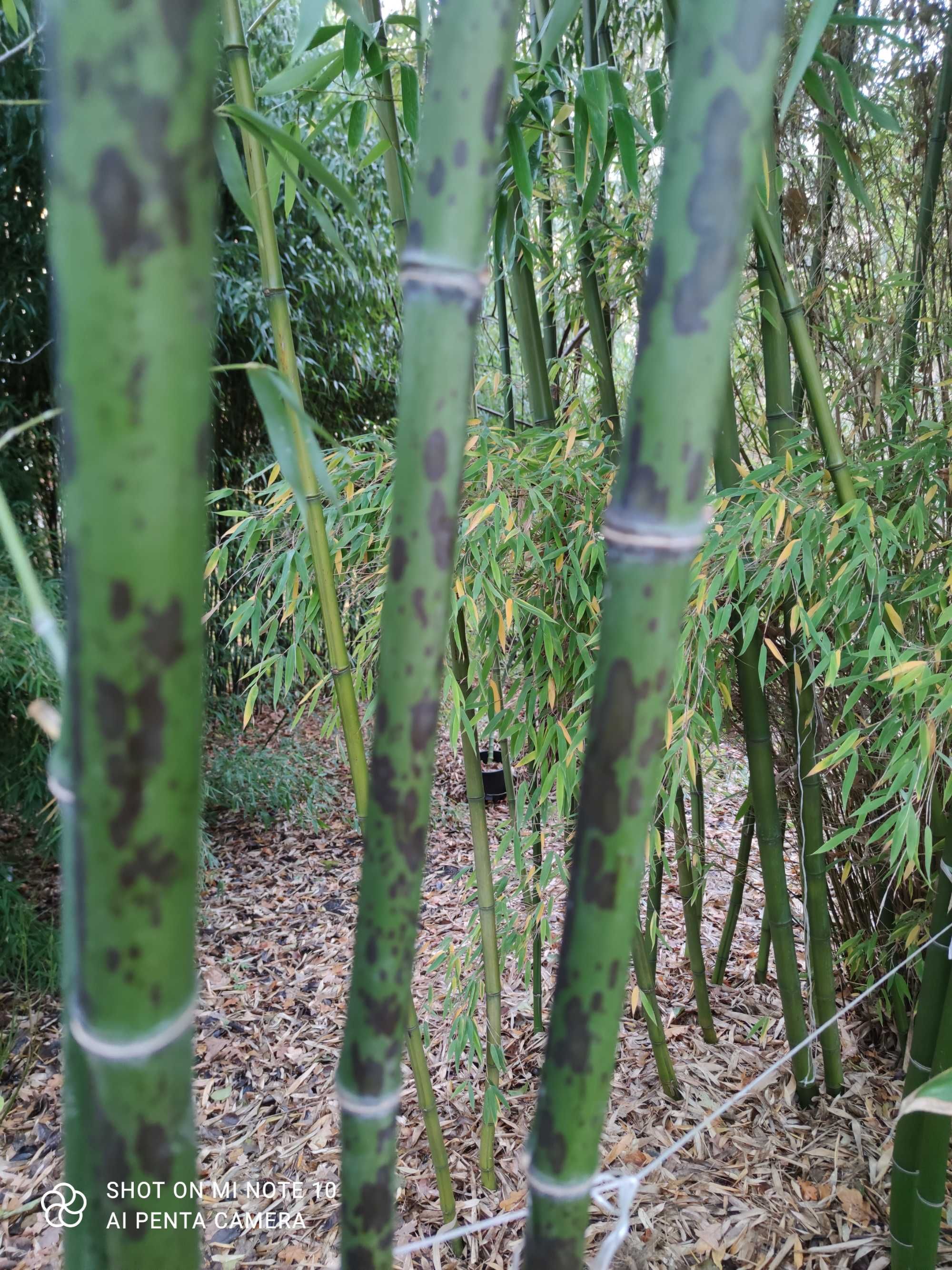 Phyllostachys glauca 'Yunzhu' bambus ogrodowy.