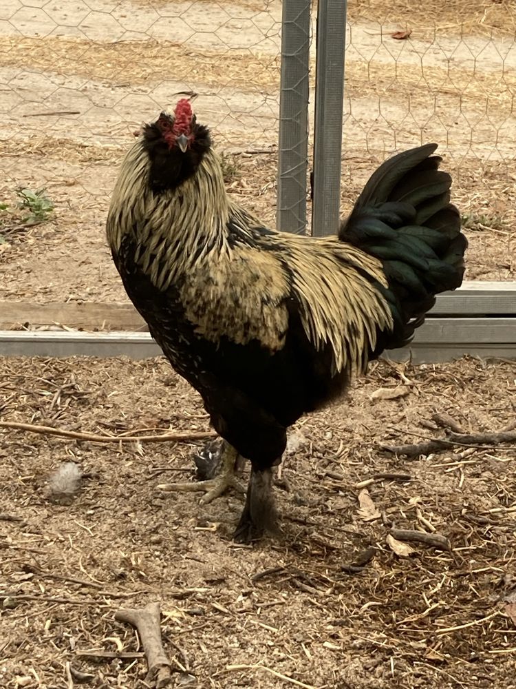 Galo hibrido de olive egger x brahma
