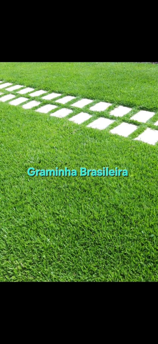 Graminha brasileira (VENDEMOS UMA SOLUÇÃO)