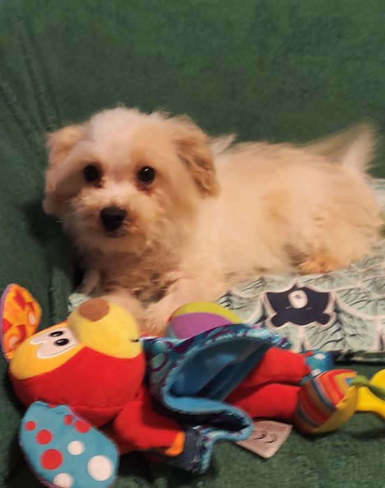 Maltipoo suczka Warszawa pudel maltańczyk