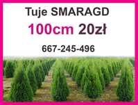 Tuja smaragd Gęsta Duża 100cm Polski Produkt Stożkowa