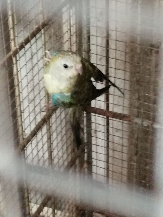 Red Rumped (casais 2025)