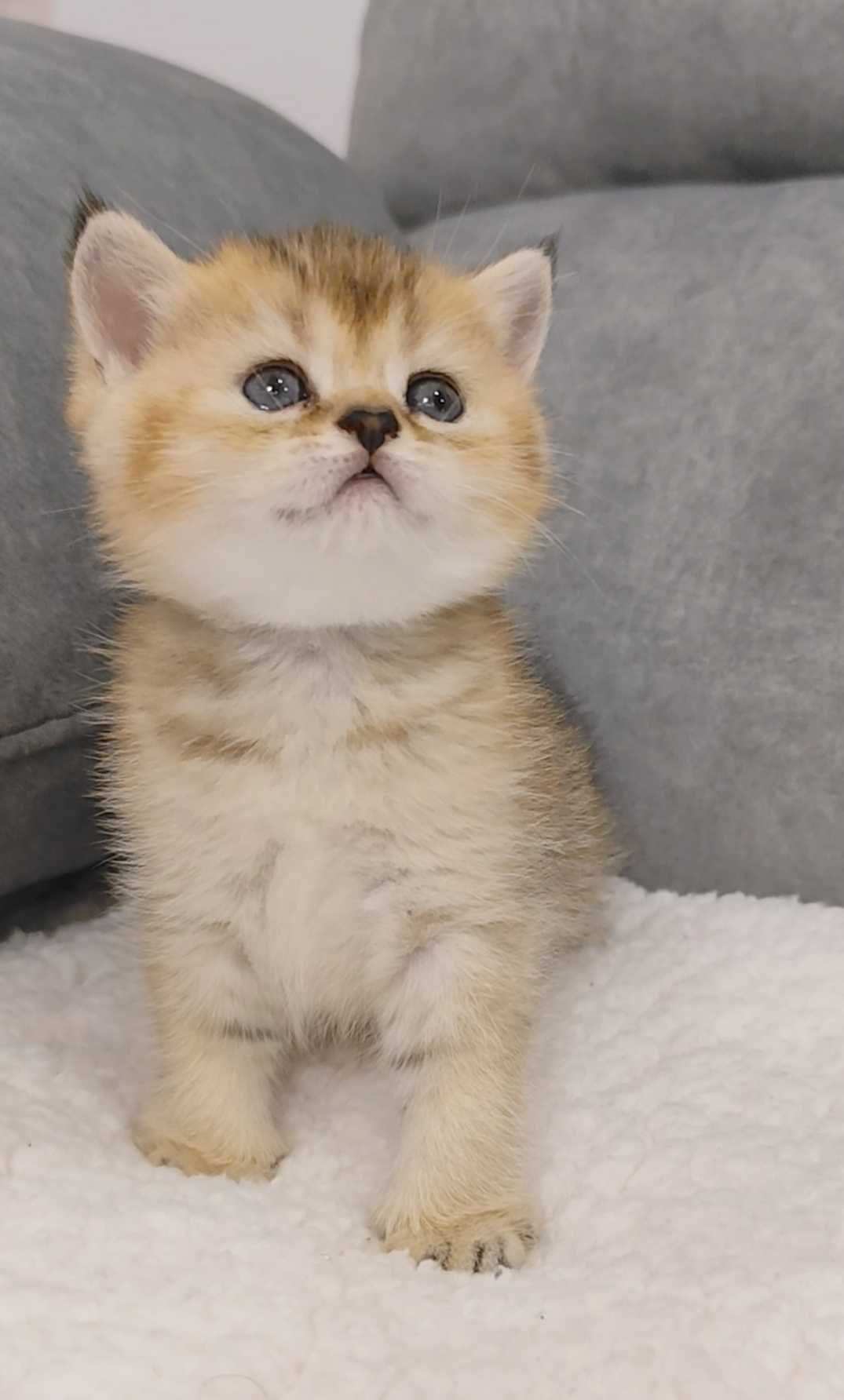 Menina Scottish Straight Golden Shorthair