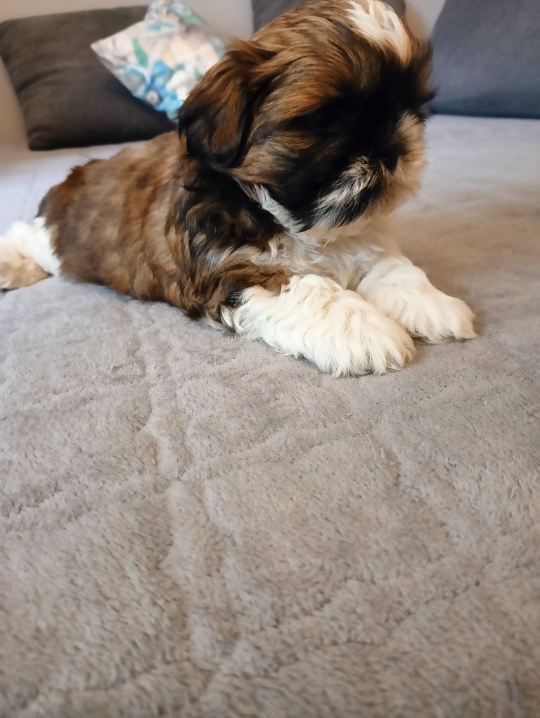 Szczeniak Shih tzu