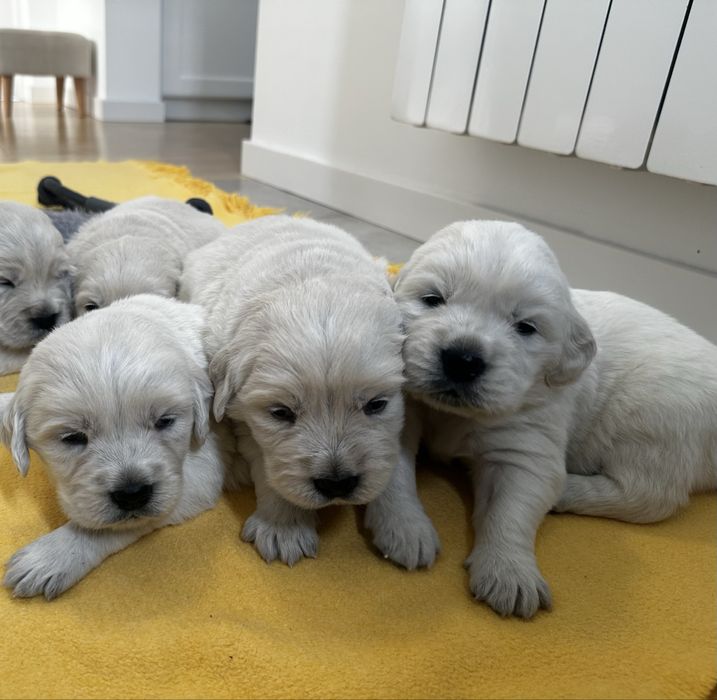 Golden Reriever ZKwP FCI