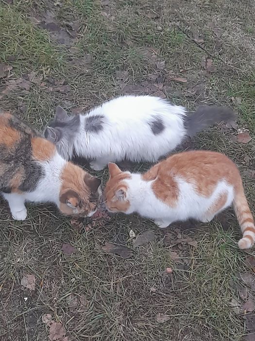 Кошенята безкоштовно