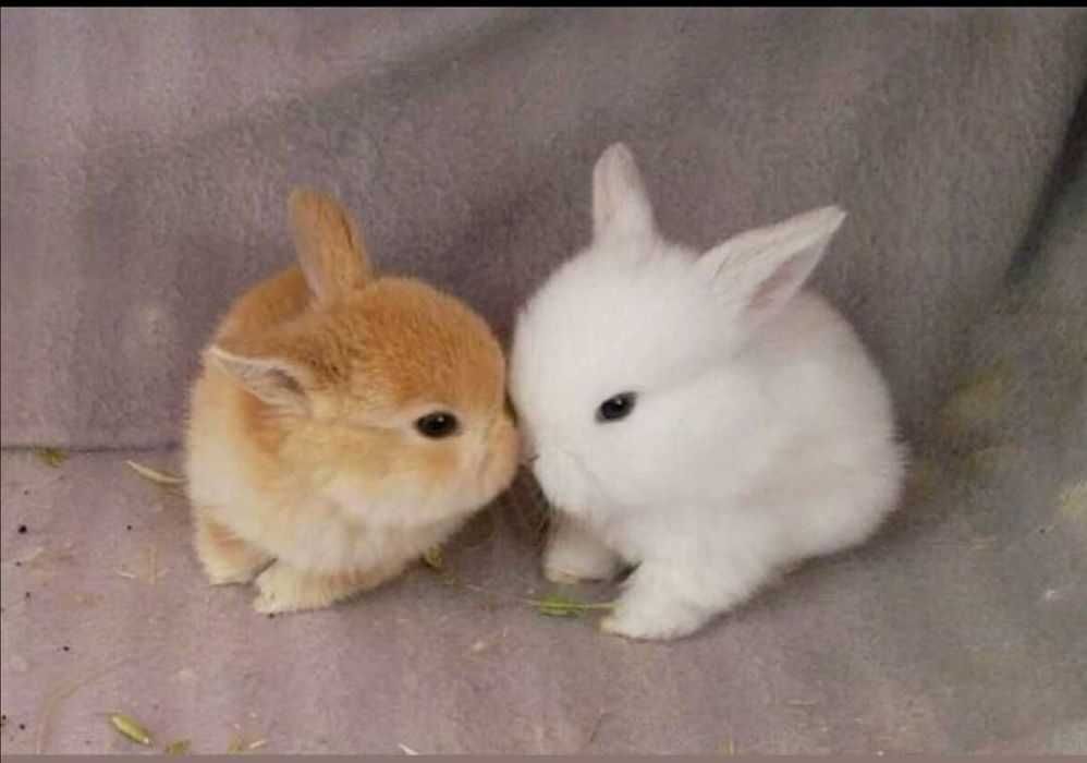 Coelhos anões, mini holandês, Teddy desparasitados e vacinados