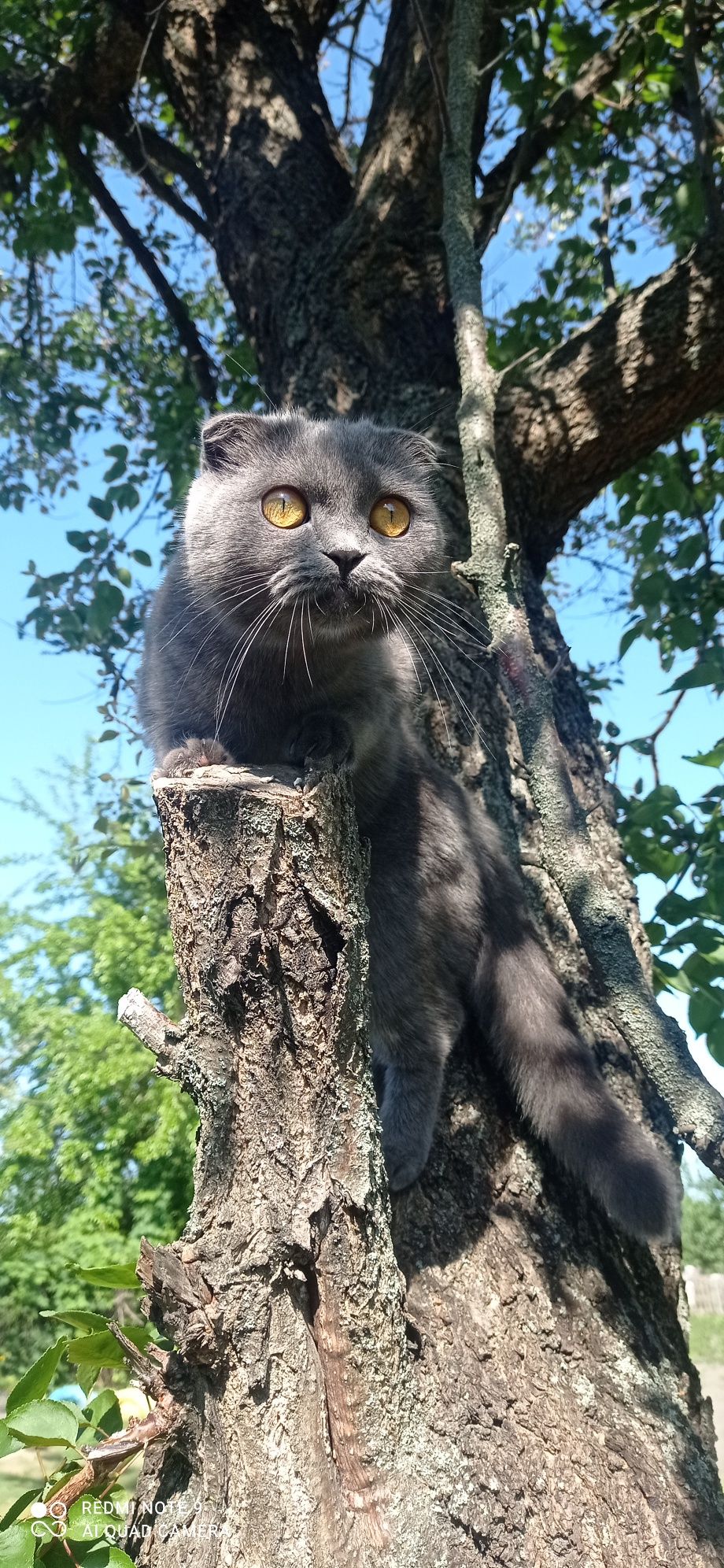 Шукаємо шотландського прямовухого котика для в'язки!