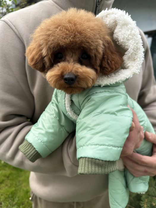 Тікап (міні) той пудель