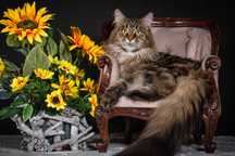 maine coon  Koko Missanti