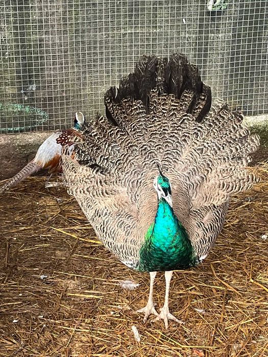 Pavões Reais Jovens – 8 Meses